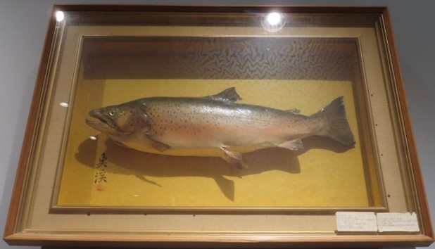 stuffed brown trout